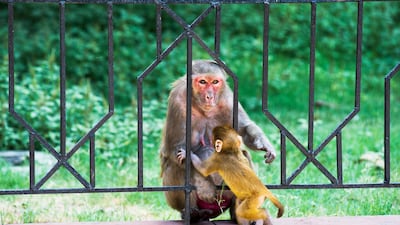 Everyone it seems, has a story to tell about a monkey attack. For Manoj Kesari, a Delhi food vendor, a pack of monkeys made off with his groceries.