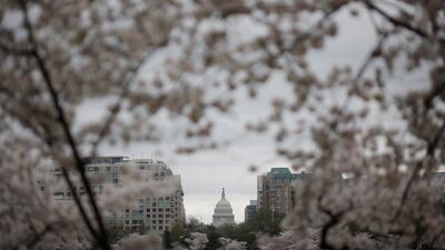 The US Capitol building is seen through a pair of cherry trees at the Tidal Basin near the National Mall in Washington. Reuters