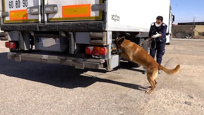 A Belgian Malinois at work with Saudi Customs officials. Photo: Zakat, Tax and Customs Authority