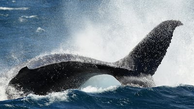 Engangered Arabian humpback whales can be seen in the Northern Emirates and Oman.