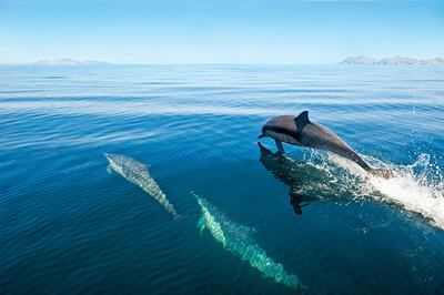 Long-beaked common dolphins skimming the water, Baja California aboard the National Geographic Sea Bird, April 2012. Sven-Olof Lindblad / Lindblad Expeditions - National Geographic