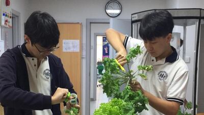 Pupils learn sustainable farming with Madar Farms. Courtesy: Madar Farms
