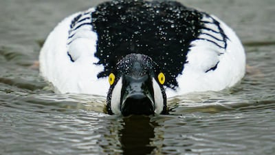 A Goldeneye duck swims in the rain on Wednesday at Slimbridge wetlands, Gloucestershire. PA