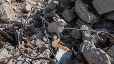 A rabbit stands among the rubble of a building that collapsed in this month's earthquakes in Hatay, Turkey. EPA