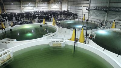 Fish Farm has created artificial habitats for the fish to thrive – from a freshwater ‘river’ tank three metres deep, to a six-metre-deep saltwater ‘ocean’, with automatic transfer pumps connecting each tank.