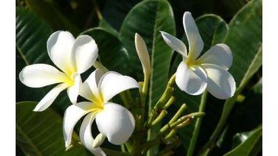 Readily available, easy to grow and tolerant of poor soils and drought, Plumeria Obtusa is ideal for regional gardens.