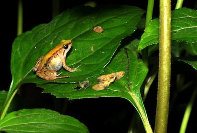 The Bibita Mountain dwarf puddle frog is characterised by its long legs, fingers and toes and golden colour. Courtesy NYUAD