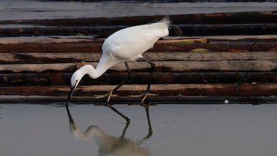 A bird is reflected in water at Laguna de Bay in Muntinlupa, Metro Manila, Philippines. Erik De Castro / Reuters