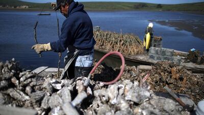 A Drakes Bay Oyster Co worker sorts freshly harvested oysters. The company produces more than 300,000 oysters and about one million Manila clams each year, reportedly, 85 per cent of shellfish grown in Marin County. Justin Sullivan / Getty Images / AFP
