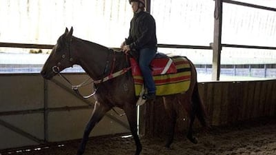 Ortensia's poor showing in the July Cup has her trainer, Paul Messara, thinking that Nunthorpe Stakes at York may be her last race.