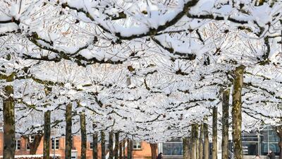People walk past snow covered trees in Offenburg, southern Germany. AFP