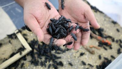 Darkling beetles kept to breed 'superworms' at the farm run by Jassem Buabbas at his farm 50km north-west of Kuwait City. AFP