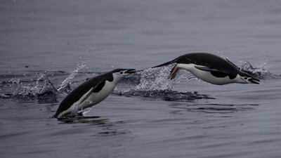 A pair of chinstrap penguins swim near Two Hummock Island, Antarctica. REUTERS