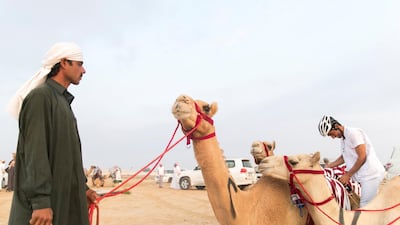 Riders ready their camels ahead of the third National Day Camel Marathon in Dubai. Reem Mohammed / The National