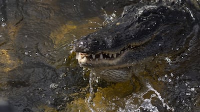 Alligators are common in the south-eastern US, especially Florida. Getty Images / AFP
