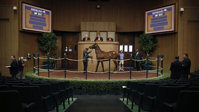 A thoroughbred racehorse is sold at auction at Keeneland Racecourse in Lexington, Kentucky, USA, on Friday, September 20. Bloomberg