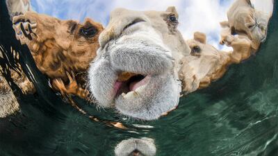 Abdulaziz Al Saleh, from Kuwait, won the international portrait category at the UK's Underwater Photographer of the Year competition with this shot, titled Hydration, of camels drinking in the desert. Abdulaziz Al Saleh / UPY 2025
