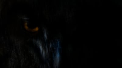 'Shadow Hunter', taken in Naturns, South Tyrol, Italy, by Philipp Egger of Italy