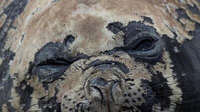 A seal rests on top of Snow Island, Antarctica. REUTERS