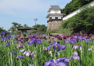 Iris at Omura Flower Festival. Courtesy Nagasaki Prefecture Convention and Tourism Association