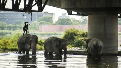 May 6, 2014. A handler stands on one of three elephants in the Yamuna River and beats it with a bamboo stick.