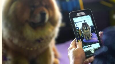A Chow Chow chillaxes in the benching area. Photo: AFP