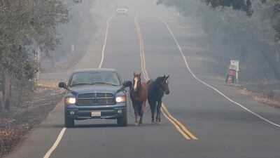 Pepe Tamaya leads horses, Sammy and Loli to safety from a deadly wildfire in Napa, California. Rich Pedroncelli / AP Photo