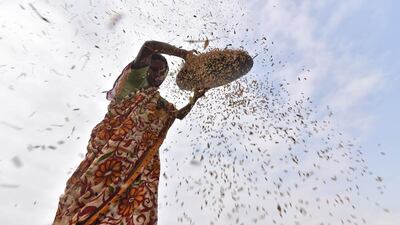 An Indian woman dries rice in rural Assam. Biju Boro / AFP Photo