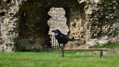 One of the iconic ravens at the Tower of London stands on a raven perch installed inside the royal complex in London. Captive ravens have lived inside the complex for centuries. Their presence is traditionally believed to protect the Crown and the tower, officially known as Her Majesty's Royal Palace and Fortress of the Tower of London. Getty Images