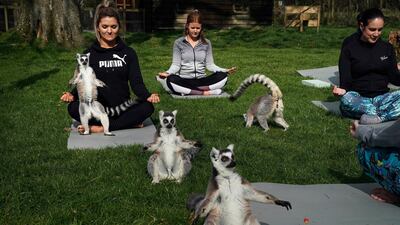 A Lemoga class at Armathwaite Hall hotel in Keswick, north west England, with lemurs from the Lake District Wild Life Park, creating a personal yoga experience which aims to heighten the sense of wellbeing for both lemur and human. AP