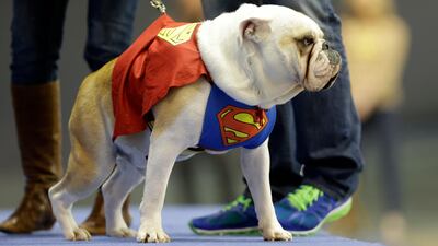 Buster, owned by Tara Walter, of West Des Moines, Iowa, is a superdog, but is he the winner?