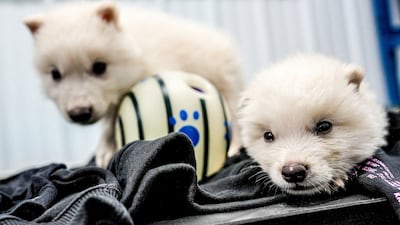Two of three genetically modified wolf pups successfully bred by reconstructing a genome from the DNA of fossils from the dire wolf, which was extinct for more than 12,000 years. Reuters
