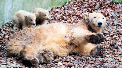 Two polar bear cubs hide behind their mother "Malik" during their first outing at the Polar Bear enclosure in Aalborg Zoo, Denmark. AFP
