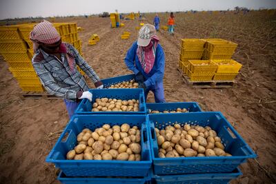A wheat and potato farm on the UAE-Oman border. Silvia Razgova / The National