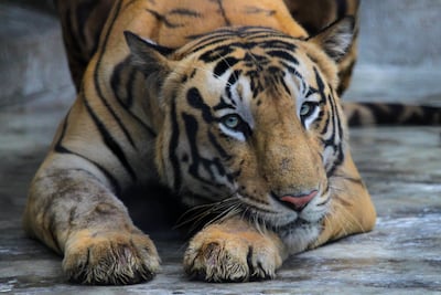 A Royal Bengal tiger rests at its enclosure at the Alipore zoo in Kolkata, India. AP
