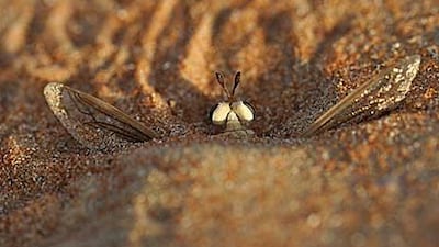 A midas fly buried in a sand dune laying its eggs. Credit Bridget Howarth.