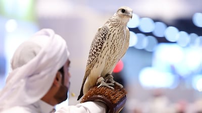 Falcons are revered in the UAE. Chris Whiteoak / The National