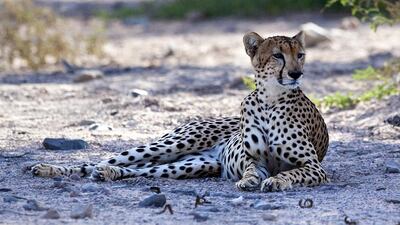 Some cheetahs and other big cats are kept as pets. Silvia Razgova / The National