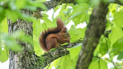 A squirrel resting on a tree nibbles a nu in Altheim-Heiligkreutztal near Ulm, southern Germany. AFP