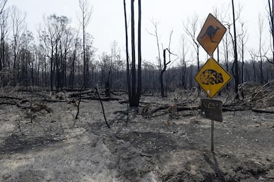 A scorched kangaroo and wombat warning sign stands next to burnt trees outside Buchan, East Gippsland, Australia. Bloomberg