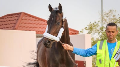 Billy Baths will have to spend 48 hours in quarantine. Courtesy Mohammed Alshinaifi / Saudi Cup