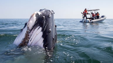 An Arabian Sea humpback whale surfacing in front of scientists. Six of the animals had been tagged. Photo: D. MacDonald / Environment Society of Oman