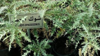 Echinops spinosissimus. Shrub (low). Indigenous to southern Europe, North Africa and Middle East. Courtesy of Melanie Hunt