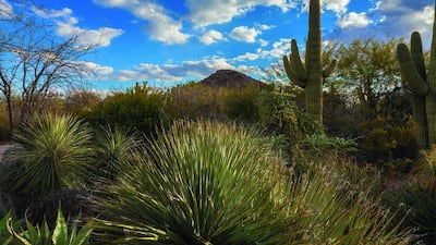 The Desert Botanical Garden in Phoenix. Adam Rodriguez / Desert Botanical Garden