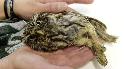 A ‘Little owl’, or Athene Noctua receives acupuncture treatment at Brinzal, an owl-rescue charity based in a park in the west of Madrid. About 1,200 birds are brought to the centre each year, of which about 70 per cent recover and can be returned to the wild. Gerard Julien / AFP Photo