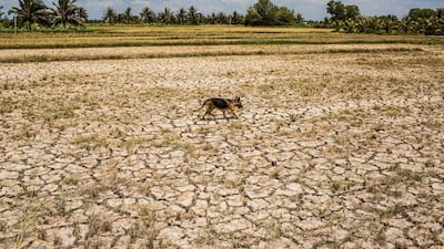 A dog walks over a drought hit plot of land in Ben Tre Province, Vietnam. Christian Berg / Getty Images