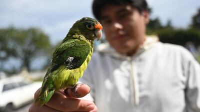 A young man with his parrot outside the Virgen del Carmen church in Guatemala City. AFP