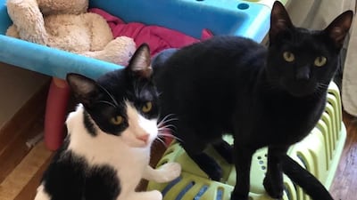 Bell and Felix are seeking their forever home. They were rescued as kittens from the streets. They were adopted for one year but returned shortly after. They've been in a foster home for more than a year now. They are approximately 3 years old. They are affectionate, playful and clever. They must be adopted together. For more information on adoption, visit Jackie’s Cats UAE on Facebook or WhatsApp 050 667 4220 or email jac.covill@gmail.com