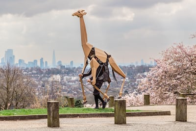Sebastian Mayer’s life-size giraffe puppet from Zarafa. Photo: Sharjah Arts Foundation