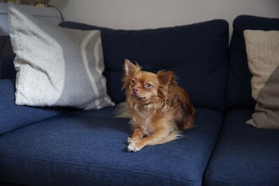 Julian, a chihuahua, at an apartment in New York. His owner Sarah Mogin estimates she spends about $600 a month on Julian’s day care, with each day costing about $50. Bloomberg